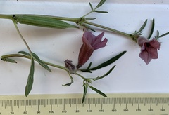 Sesamum triphyllum