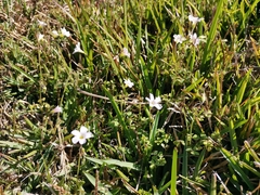 Oxalis dentata