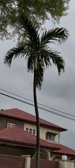 Arecaceae
