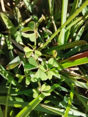 Oxalis dentata