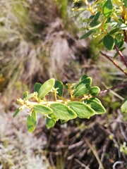 Agathosma crenulata