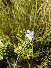 Agathosma crenulata