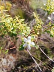Agathosma crenulata