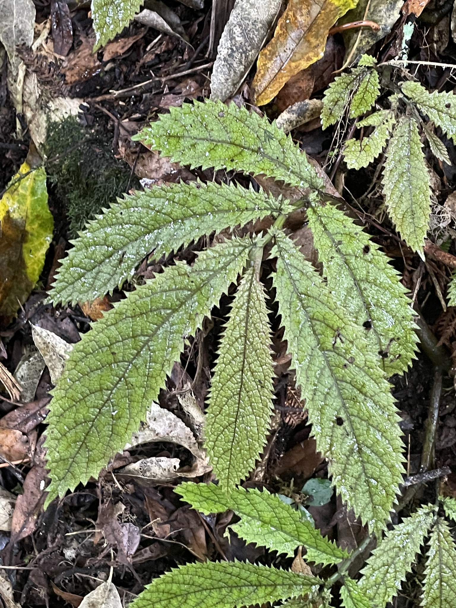 Elatostema
