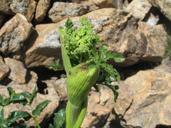 Angelica roseana