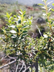 Agathosma crenulata