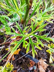 Delphinium pentagynum