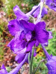Delphinium pentagynum