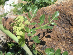 Angelica roseana