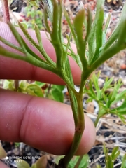 Delphinium pentagynum