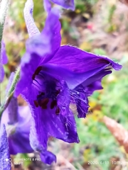 Delphinium pentagynum