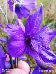 Delphinium pentagynum