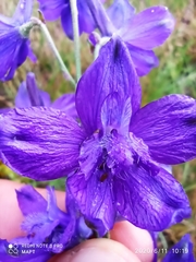 Delphinium pentagynum