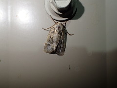 Lacinipolia olivacea