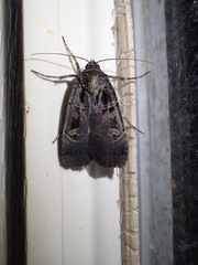 Pseudohermonassa tenuicula