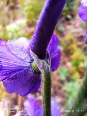 Delphinium pentagynum