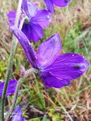 Delphinium pentagynum