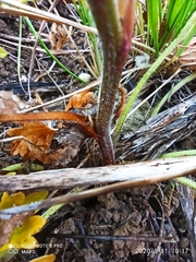 Delphinium pentagynum
