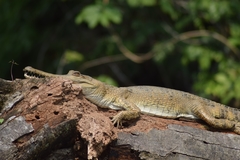 Mecistops leptorhynchus