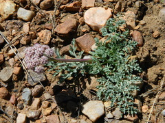 Cymopterus glomeratus