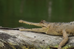 Mecistops leptorhynchus