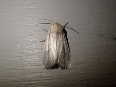 Leucania phragmitidicola