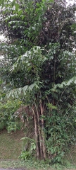 Arecaceae