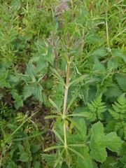 Galium aparine aparine
