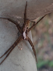 Dendrolycosa