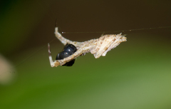 Uloborus barbipes