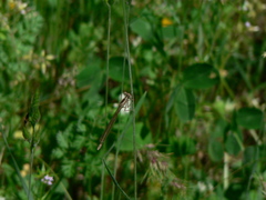 Platycnemis