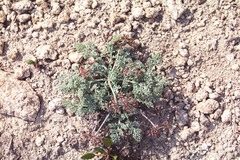 Cymopterus glaucus