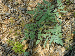 Cymopterus glaucus