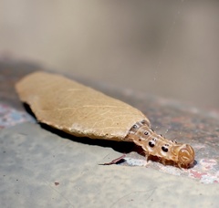 Hemiscopis sanguinea