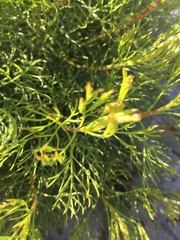 Serruria foeniculacea