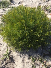 Serruria foeniculacea