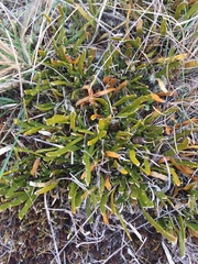 Carmichaelia corrugata