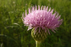 Cirsium lineare