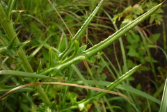 Cirsium lineare