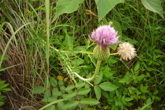 Cirsium lineare