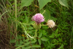 Cirsium lineare
