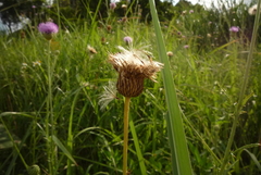 Cirsium lineare