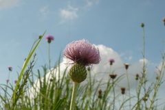 Cirsium lineare