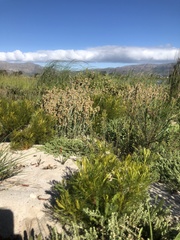 Serruria foeniculacea