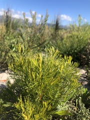 Serruria foeniculacea