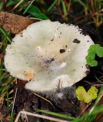 Russula iterika
