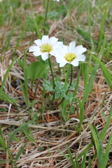 Callianthemum sajanense