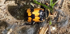 Nicrophorus vestigator