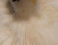 Russula iterika