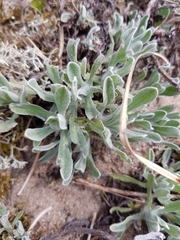Helichrysum arenarium